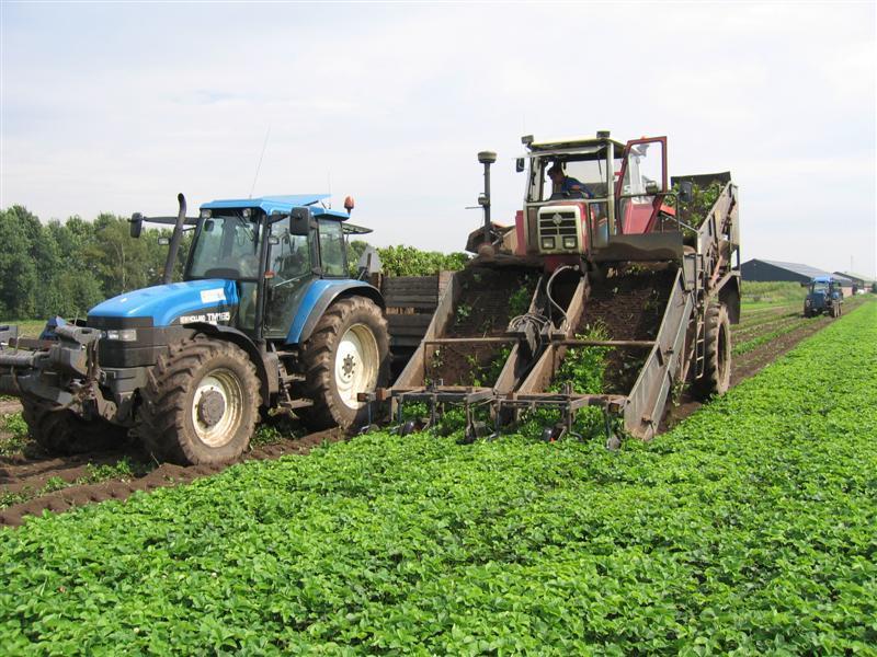 Leon Vissers Vissers aardbeiplanten BV America (22).JPG